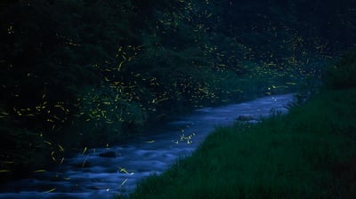 Bing wallpaper May 28, 2021. ｢福万来ホタル乃国｣鳥取県, 日南町 (© Yukihiro Fukuda/NPL/Minden Pictures)