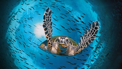 Bing wallpaper June 16, 2021. Green sea turtle diving, Great Barrier Reef, Queensland, Australia (© imageBROKER/Alamy)