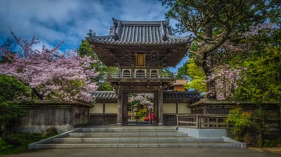 Bing wallpaper May 1, 2021. Cherry blossoms at the Japanese Tea Garden in Golden Gate Park, San Francisco, California (© luisascanio/iStock/Getty Images)