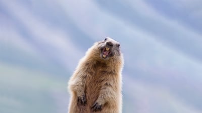 Bing wallpaper February 2, 2022. Alpine marmot in Hohe Tauern National Park, Austria (© Misja Smits/Minden Pictures)