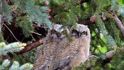 Bing wallpaper April 25, 2023. Great horned owl fledglings (© Michael Morse/Getty Images)