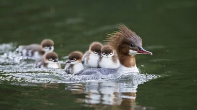 Bing wallpaper June 6, 2019. Goosander with chicks on her back, Bavaria, Germany (© Westend61/Getty Images)