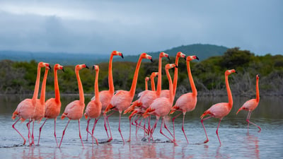 Bing wallpaper July 24, 2026. Flock of American flamingos, Isabela Island, Galápagos Islands, Ecuador (© Tui De Roy/Nature Picture Library)