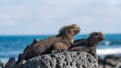 Bing wallpaper February 12, 2025. Marine iguanas, Galápagos Islands, Ecuador (© helovi/Getty Images)