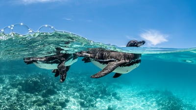 Bing wallpaper April 24, 2026. Manchots des Galápagos, Îles Galápagos, Équateur (© Henley Spiers/Nature Picture Library)