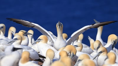 Bing wallpaper August 25, 2025. Colony of northern gannets, Quebec (© Vladone/Getty Images)