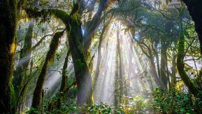 Bing wallpaper August 30, 2020. Sunlight piercing a forest in Garajonay National Park, La Gomera, Spain (© Martin Siepmann/Westend61/Offset by Shutterstock)