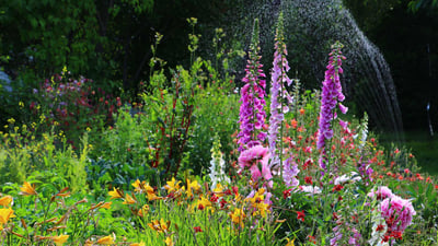 Bing wallpaper June 2, 2024. Flowers blooming in a garden, Alaska (© jet 67/Shutterstock)