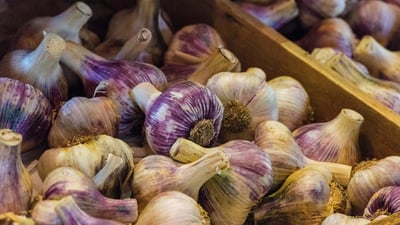 Bing wallpaper August 17, 2024. Fresh garlic bulbs for sale at the garlic farm on the Isle of Wight, England (© Steve Hawkins Photography/Alamy Stock Photo)