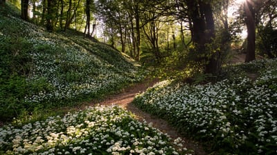 Bing wallpaper August 15, 2025. Wild garlic, Greatwood Copse, Isle of Wight, England (© Available Light Photography/Alamy Stock Photo)