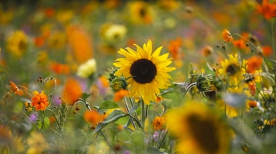Bing wallpaper June 12, 2021. Sommerwiese mit Sonnenblumen, Deutschland (© DEEPOL by plainpicture/Thomas Jäger)