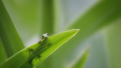 Bing wallpaper August 14, 2023. Tiny gecko on a leaf (© Darren Greenwood/Alamy)