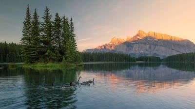 Bing wallpaper August 2, 2024. A family of Canadian geese swimming in a lake in Banff National Park, Alberta (© Chase Dekker Wild-Life Images/Moment/Getty Images)