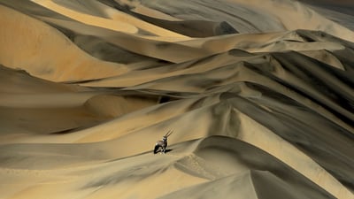 Bing wallpaper June 2, 2023. Gemsbok (Oryx gazella) in sand dunes, Namibia (© Sergey Gorshkov/Minden)