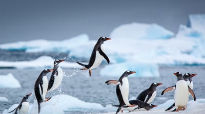 Bing wallpaper January 20, 2021. Gentoo penguins near Danco Island, Antarctica (© David Merron/Getty Images)