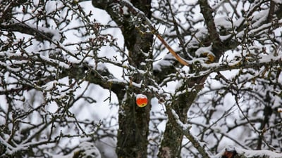 Bing wallpaper January 10, 2025. Apfel hängt an einem verschneiten Baum, Deutschland (© Westend61/Getty Images)