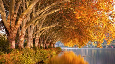 Bing wallpaper October 20, 2024. Herbstbäume am Baldeneysee, NRW (© Simon Perez/Alamy Stock Photo)