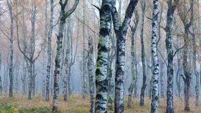 Bing wallpaper November 18, 2024. Weißbirkenwald (Betula pendula) im Herbstnebel, Deutschland (© Duncan Usher/Minden Pictures)