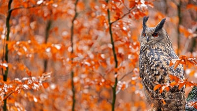 Bing wallpaper November 16, 2025. Europäischer Uhu auf einem herbstlichen Baumstamm, Deutschland (© Ondrej Prosicky/Shutterstock)