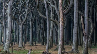 Bing wallpaper October 26, 2024. Gespensterwald, Nienhagen, Mecklenburg-West Pomerania, Germany (© mauritius images GmbH/Alamy)