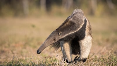 Bing wallpaper February 10, 2024. Giant anteater in the Pantanal, Brazil (© Pedro Ferreira do Amaral/Getty Images)