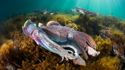 Bing wallpaper February 24, 2025. Group of giant cuttlefish in Spencer Gulf, off Whyalla, South Australia (© Gary Bell/Minden Pictures)