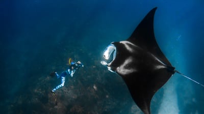 Bing wallpaper August 19, 2021. Giant manta ray and a photographer off the Ningaloo Coast, Australia (© Shutterstock Premier)