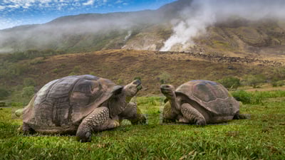 Bing wallpaper February 12, 2024. Volcán Alcedo giant tortoises, Isabela Island, Galápagos, Ecuador (© Tui De Roy/Minden Pictures)