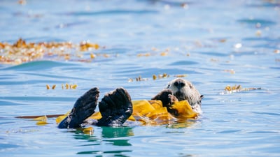 Bing wallpaper September 25, 2023. Sea otter in Bartlett Cove, Glacier Bay National Park and Preserve, Alaska (© Andrew Peacock/Tandem Stills + Motion)