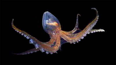 Bing wallpaper February 21, 2023. Glass octopus in the Atlantic Ocean off Cabo Verde (© Solvin Zankl/Minden Pictures)