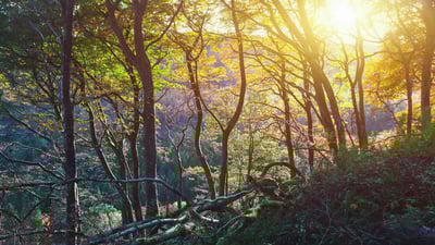 Bing wallpaper October 29, 2023. グレナリフ森林公園, 北アイルランド アントリム県 (© Peter Zelei/Getty Images)