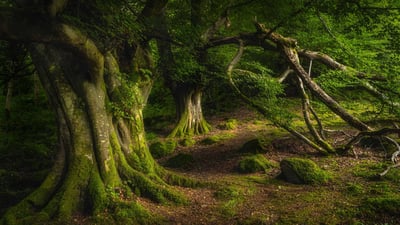 Bing wallpaper September 6, 2024. Ancient beech tree, Glenariff Forest Park, County Antrim, Northern Ireland (© Dawid K Photography/Shutterstock)