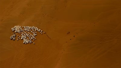 Bing wallpaper July 17, 2019. Sheep flock in the Gobi Desert (© Patrick Baz/Getty Images)