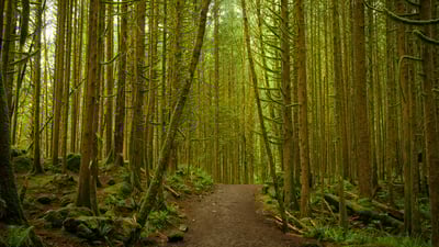 Bing wallpaper July 31, 2020. A pathway through the dense woodland forest at Golden Ears Provincial Park, B.C. (© SibsUK/Shutterstock)