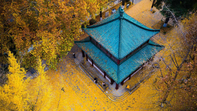 Bing wallpaper September 23, 2020. Golden ginkgo leaves at Xuanwu Lake Park in Nanjing, Jiangsu province, China (© SIPA Asia/ZUMA Wire/Alamy)