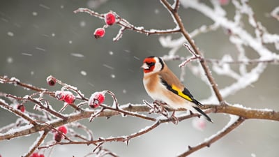 Bing wallpaper January 5, 2020. ｢ゴシキヒワとローズヒップ｣ (© Ernie Janes/Nature Picture Library/Offset)