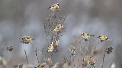 Bing wallpaper March 25, 2025. European goldfinches in a sunflower field, Germany (© Juniors Bildarchiv GmbH/Alamy)