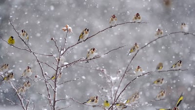 Bing wallpaper December 26, 2021. Chardonnerets élégants perchés sur des branches couvertes de neige (© Christophe Sidamon-Pesson/Minden)