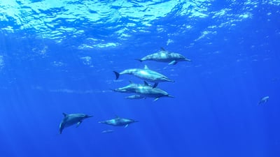 Bing wallpaper August 10, 2026. Golfinhos-rotadores no mar azul de Fernando de Noronha, Pernambuco (© cabuscaa/Getty Images)