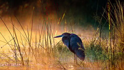 Bing wallpaper June 11, 2023. Goliath heron, Kruger National Park, South Africa (© Johan Swanepoel/Alamy)