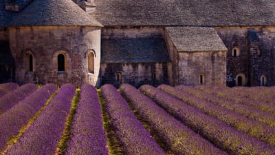 Bing wallpaper June 5, 2019. ｢セナンク修道院のラベンダー畑｣フランス, プロヴァンス＝アルプ＝コート・ダジュール地域圏 (© Carlos Sanchez Pereyra/plainpicture)