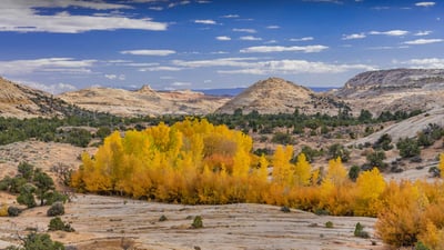 Bing wallpaper October 25, 2023. Cottonwood trees in Grand Staircase-Escalante National Monument, Utah (© Jeff Foott/Minden Pictures)