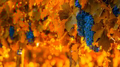 Bing wallpaper March 8, 2019. Grapes on the vine in Mendoza, Argentina, for the National Grape Harvest Festival (© javarman3/iStock/Getty Images Plus)