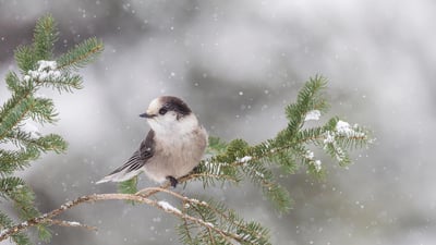 Bing wallpaper November 27, 2019. Gray Jay (Perisoreus canadensis) resting on a branch at Algonquin Provincial Park, Ont. (© Ron Erwin/Alamy Stock Photos)