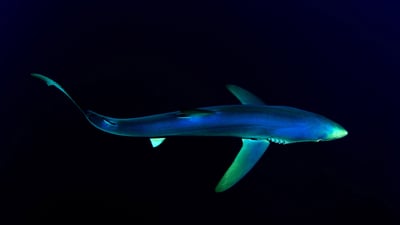 Bing wallpaper September 28, 2020. Blue shark near the Azores in the North Atlantic Ocean (© Nuno Sa/Minden Pictures)