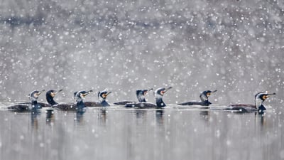 Bing wallpaper March 6, 2022. Great cormorants gliding through a snowstorm in Hesse, Germany (© Wilfried Martin/Getty Images)