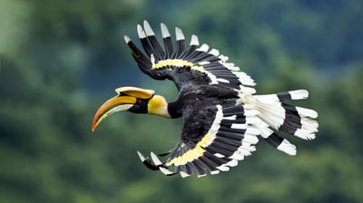 Bing wallpaper April 25, 2021. Great Hornbill spotted in West Bengal, India (© Debapratim Saha/Minden Pictures)