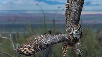 Bing wallpaper October 29, 2024. Great horned owl (© Mark Newman/Getty Images)