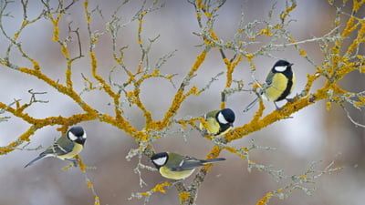 Bing wallpaper February 18, 2022. Great tits on a branch during winter in France (© Eric Ferry/Alamy)