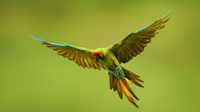 Bing wallpaper May 16, 2025. Great green macaw, Mexico (© Ondrej Prosicky/Shutterstock)